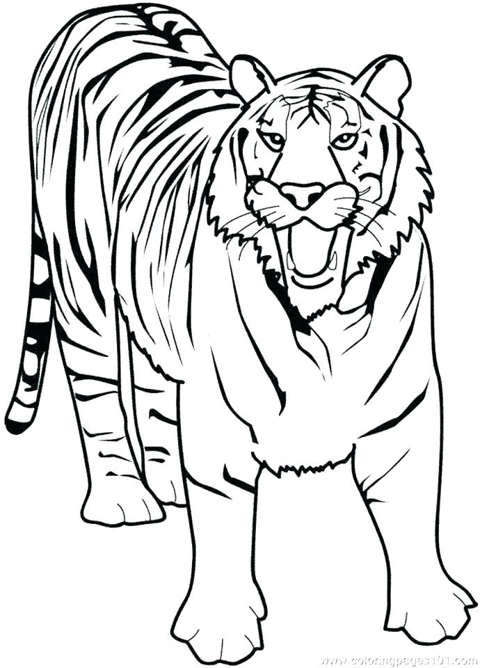 690x960 Printable Tiger Coloring Pages