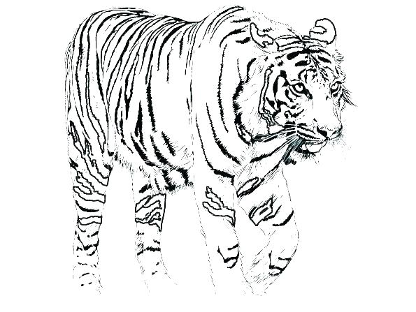 595x447 Coloring Pages Tigers Free Printable Tiger Awesome Coloring Pages