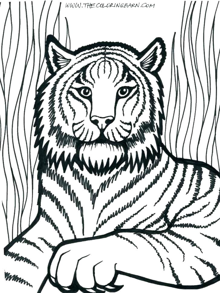 728x971 Free Printable Lion Coloring Pages For Kids Lions And School Page