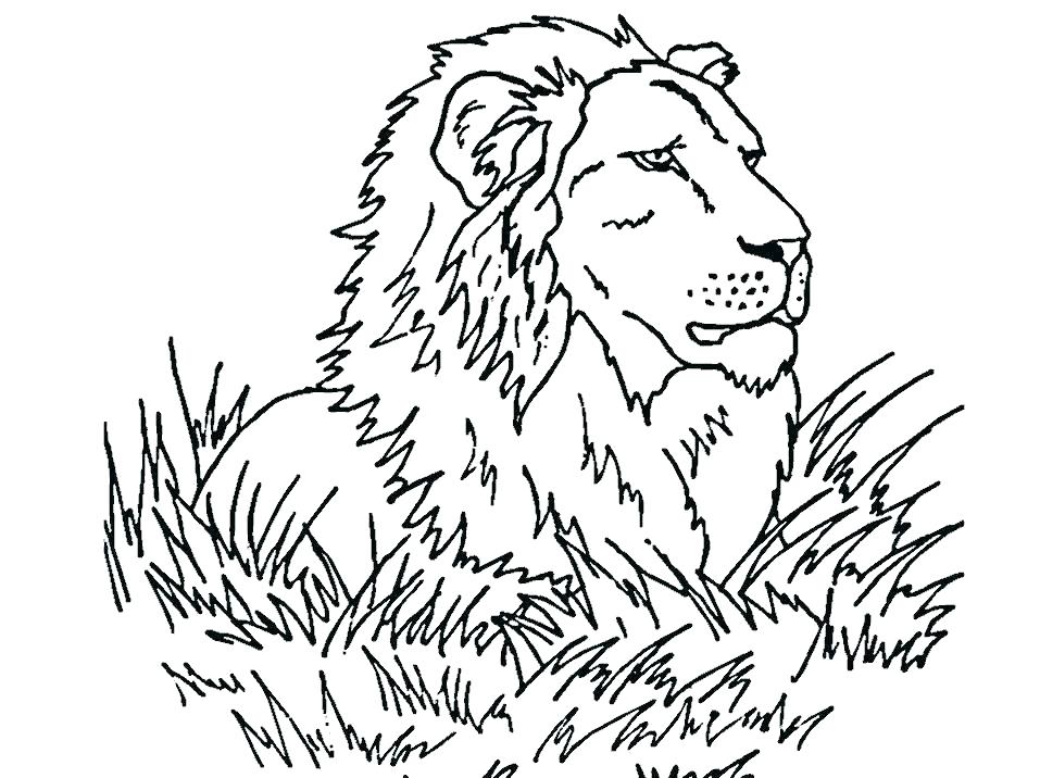 957x716 Coloring Pages Lions Lion Coloring Page Sea Lion Coloring Pages