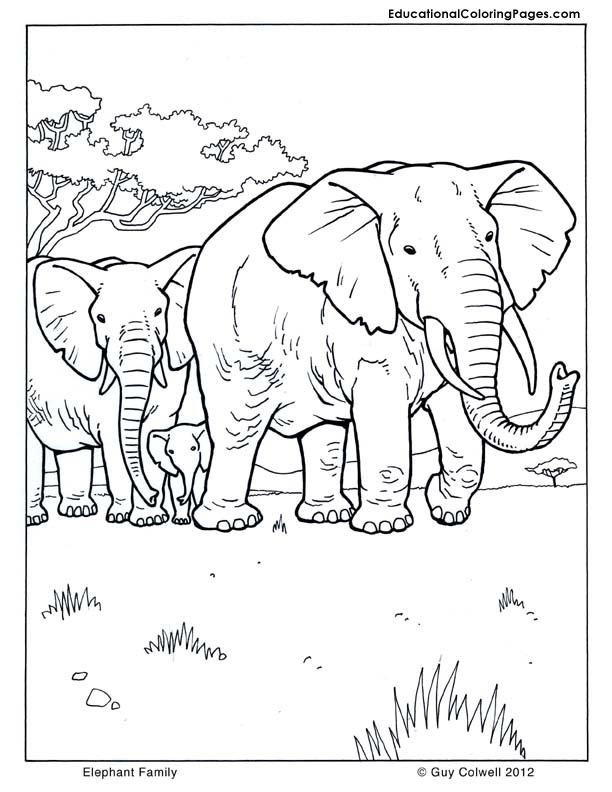 612x792 Mammals Coloring
