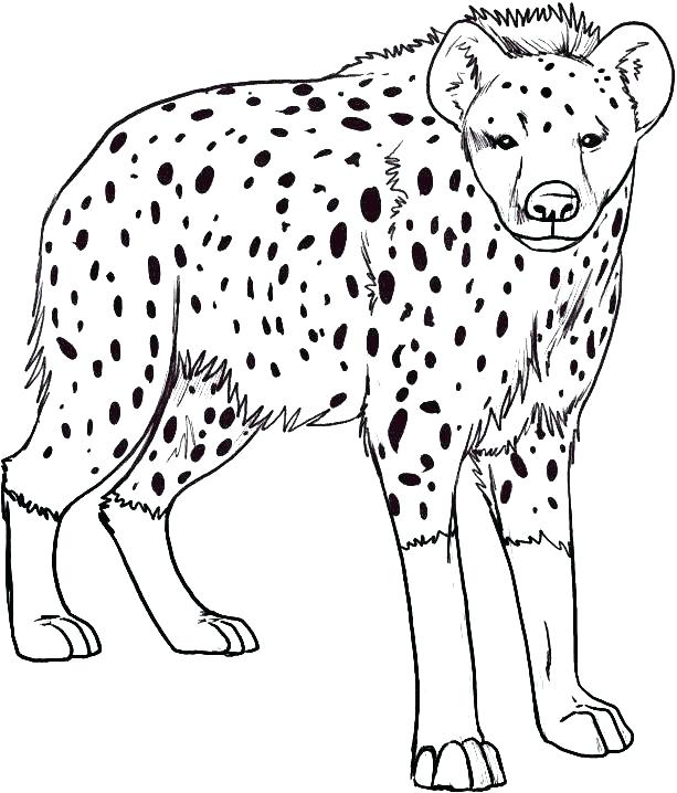 Lion Family Coloring Pages at GetDrawings | Free download