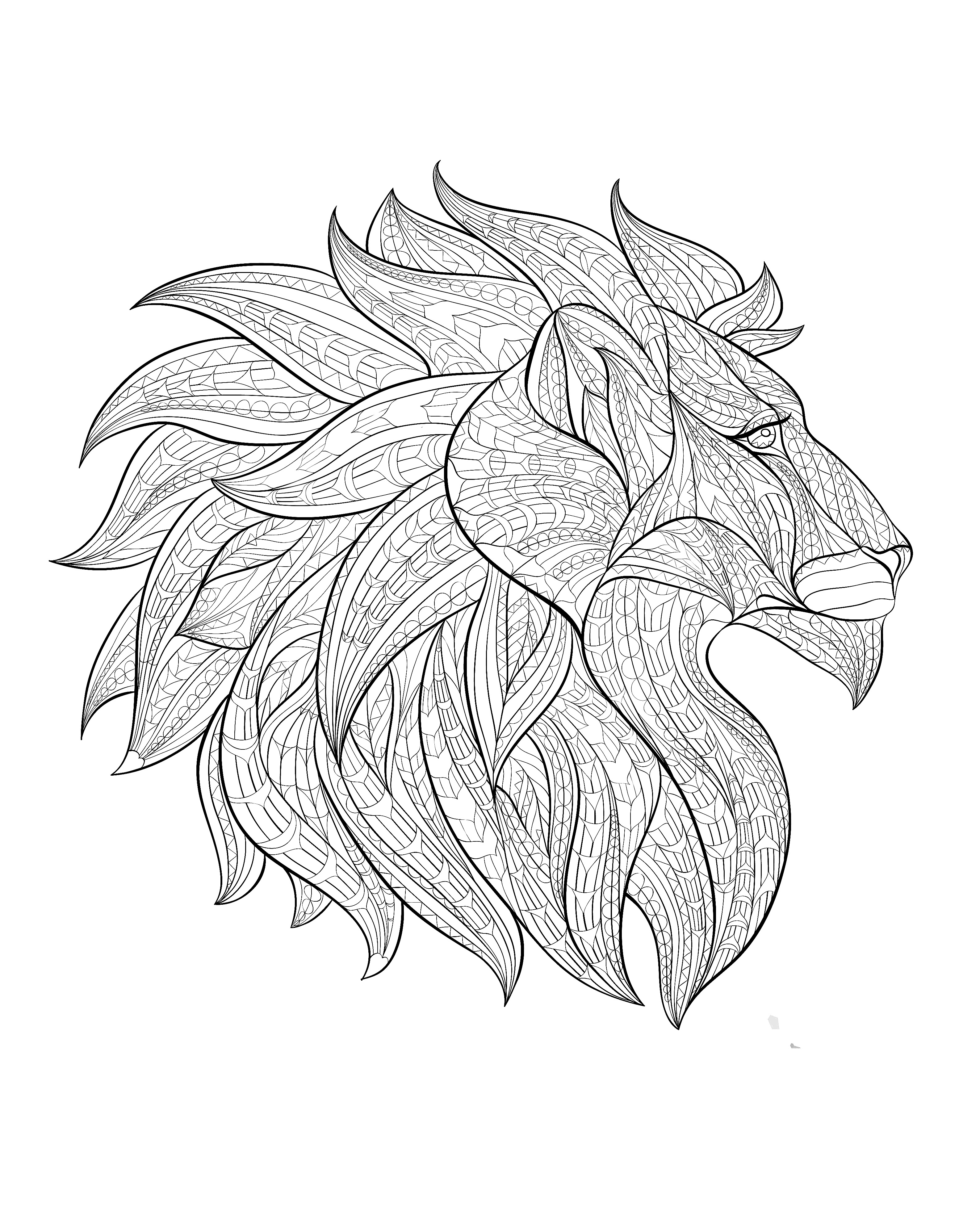 3174x3909 Africa Lion Head Profile