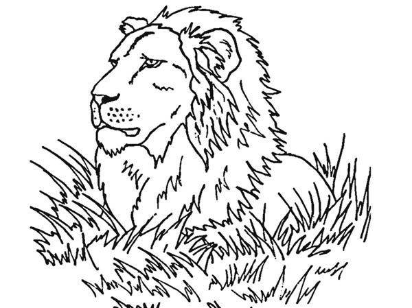 600x449 Lion Observe His Prey Coloring Page Color Luna