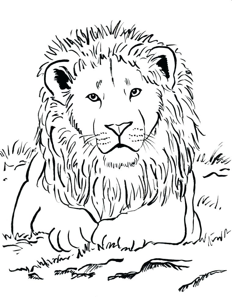 760x974 A Lion And A Mouse Coloring Page Download Free A Lion And A A Lion