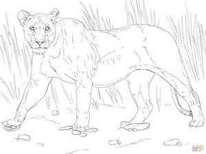 300x225 Lioness Coloring Pages Lioness Coloring Pages Lioness Coloring