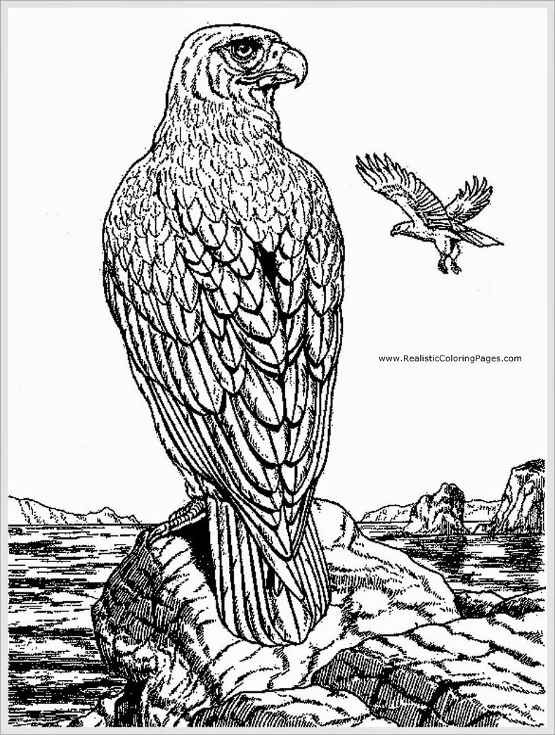 790x1046 Eagle Adult Coloring Pages Coloring Pages For Adults New
