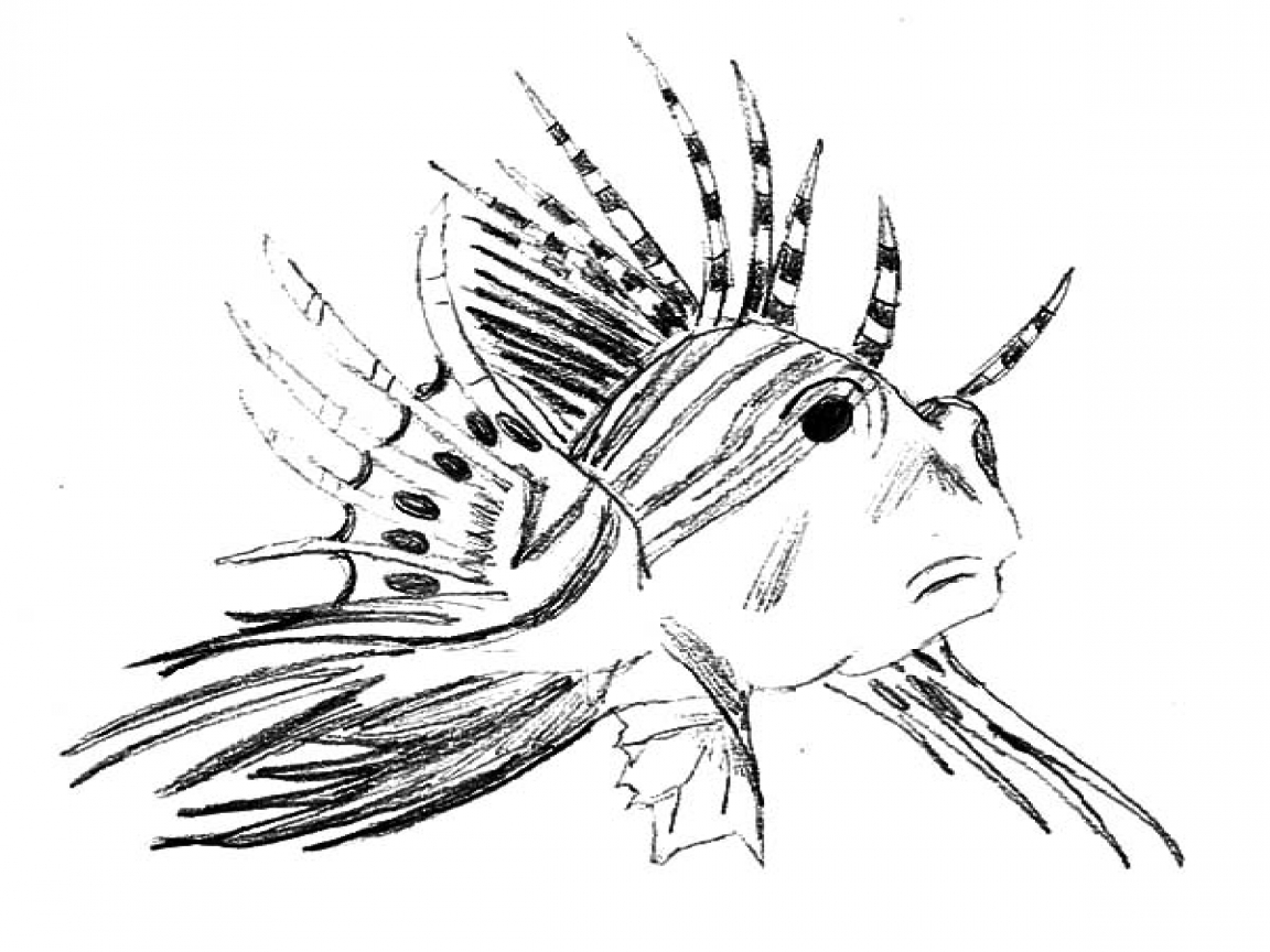 1152x864 Sketch Of Fish Fin Coloring Turkeyfish Lionfish Pages Batch