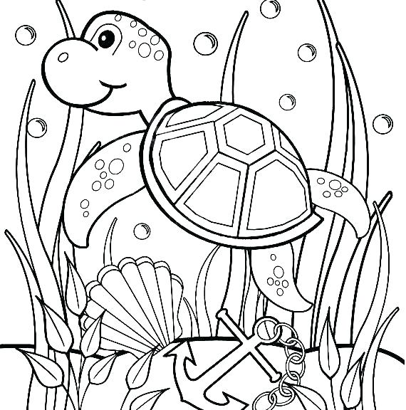 570x576 Sea Lion Coloring Page Lions Football Coloring Pages Sea Lion Page