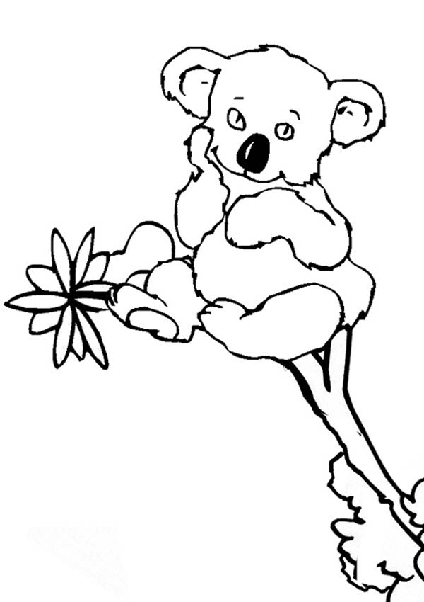600x850 Cute Little Koala Bear Coloring Page Color Luna