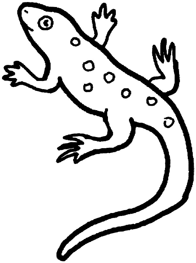 670x900 Lizard Coloring Pages Best Lizard Coloring Pages For Ree