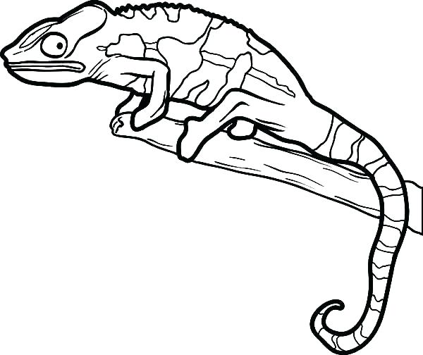 600x504 Lizard Coloring Pages Cartoon Lizard Coloring Pages Newt Coloring