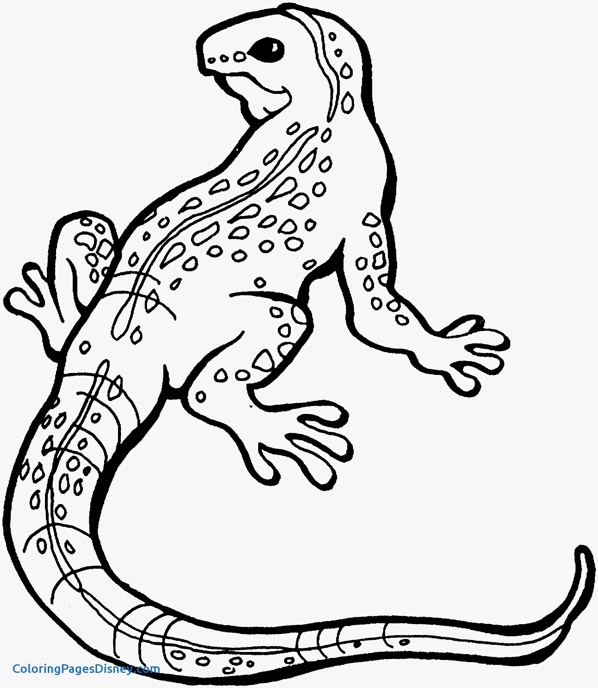 1941x2232 Lizards Coloring Pages Fresh Free Printable Lizard Coloring Pages