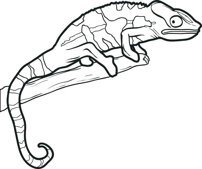 700x588 Reptile Coloring Page Reptiles Coloring Pages Reptiles Coloring