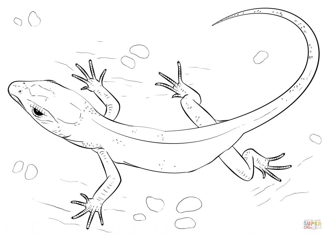1064x766 Lizard Coloring Page Free Printable Coloring Pages Lizard Coloring