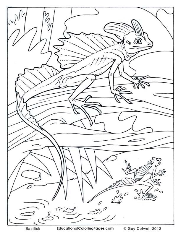 612x792 Lizard Coloring Pages, Lizard Colouring Pages Color Me