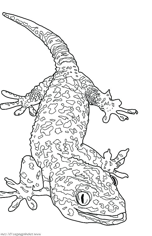 600x927 Gecko Coloring Page This Is Lizard Coloring Page Pictures Giant
