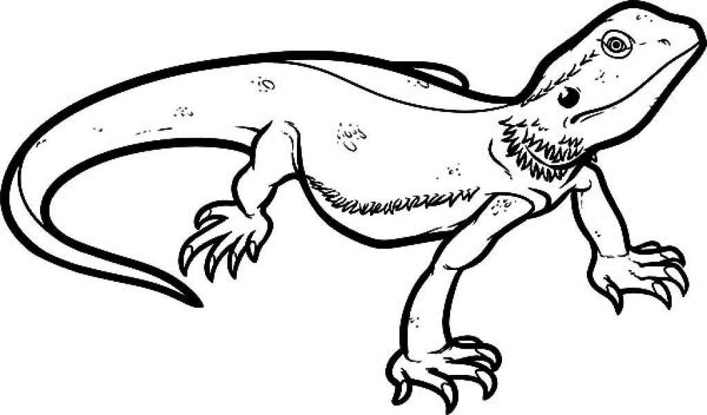 1024x601 Lizard Coloring Pages