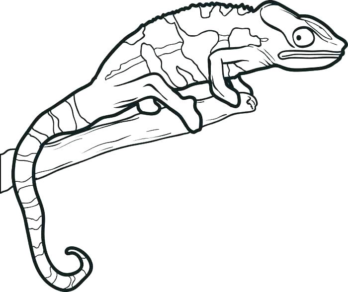 700x588 Lizard Coloring Pages Gecko Coloring Page Lizard Coloring Pages