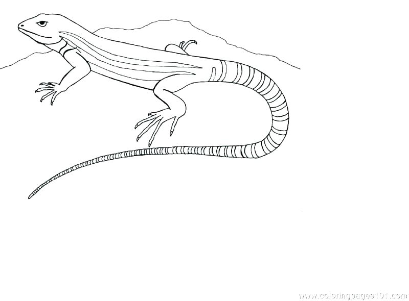 800x590 Lizard Coloring Pages Grassland Coloring Pages Lizard Coloring