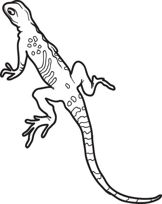 556x700 Lizard Coloring Pages Printable
