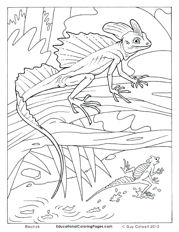 612x792 Reptile Coloring Pages Reptiles Coloring Pages Reptile Coloring