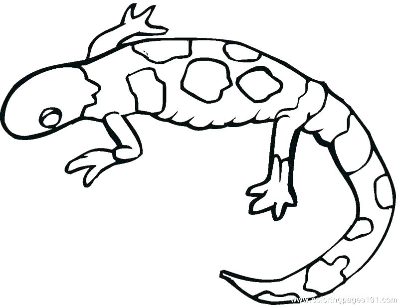 800x612 Baby Lizard Coloring Pages Printable Coloring Lizard Coloring