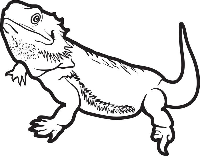 700x545 Surprising Lizard Coloring Page On Coloring Books With Lizard