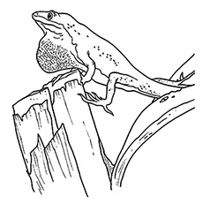 230x230 Top Free Printable Lizard Coloring Pages Online