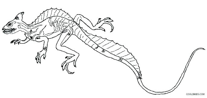 685x324 Lizard Coloring Page Baby Lizard Coloring Pages Printable For Kids