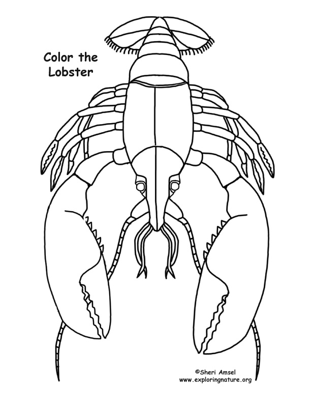 612x792 Lobster Coloring Page