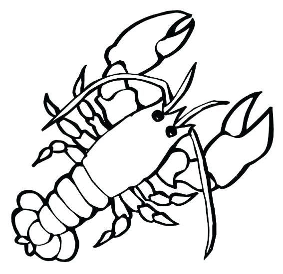 567x550 Crayfish Coloring Page Large Marine Crustaceans Lobster Coloring