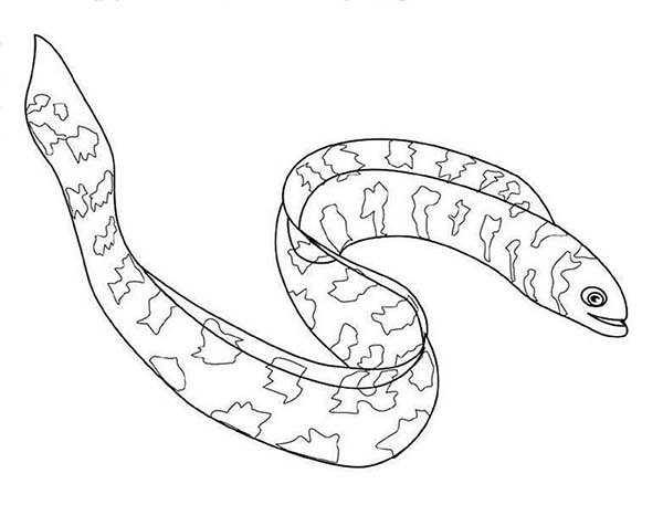 600x457 Long Eel Fish Coloring Page Color Luna