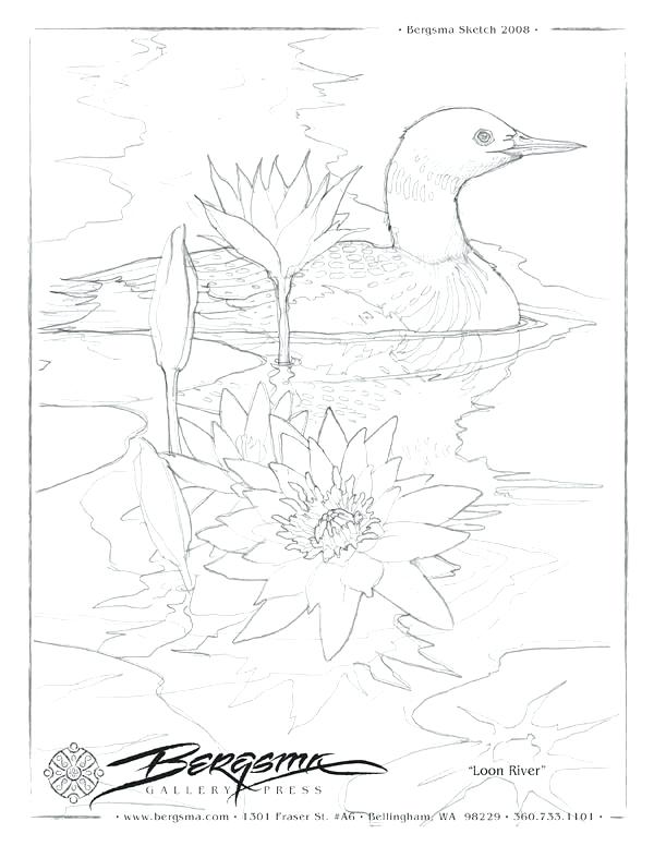 600x776 Loon Coloring Page A Lot Of Drawing Shits Some With Coloring