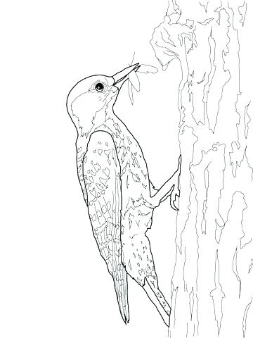 360x480 Woodpecker Coloring Page Loon Coloring Page Click To See Printable