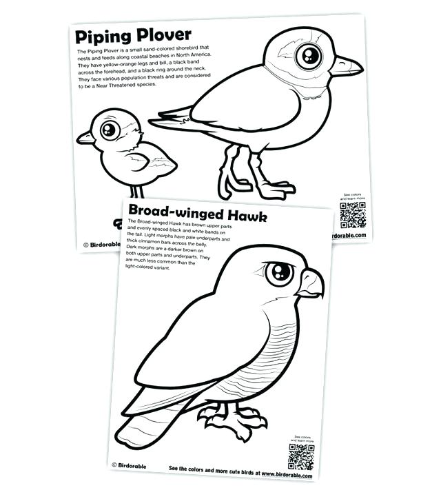 640x724 Coloring Loon Coloring Page New Pages Piping Plover And Broad