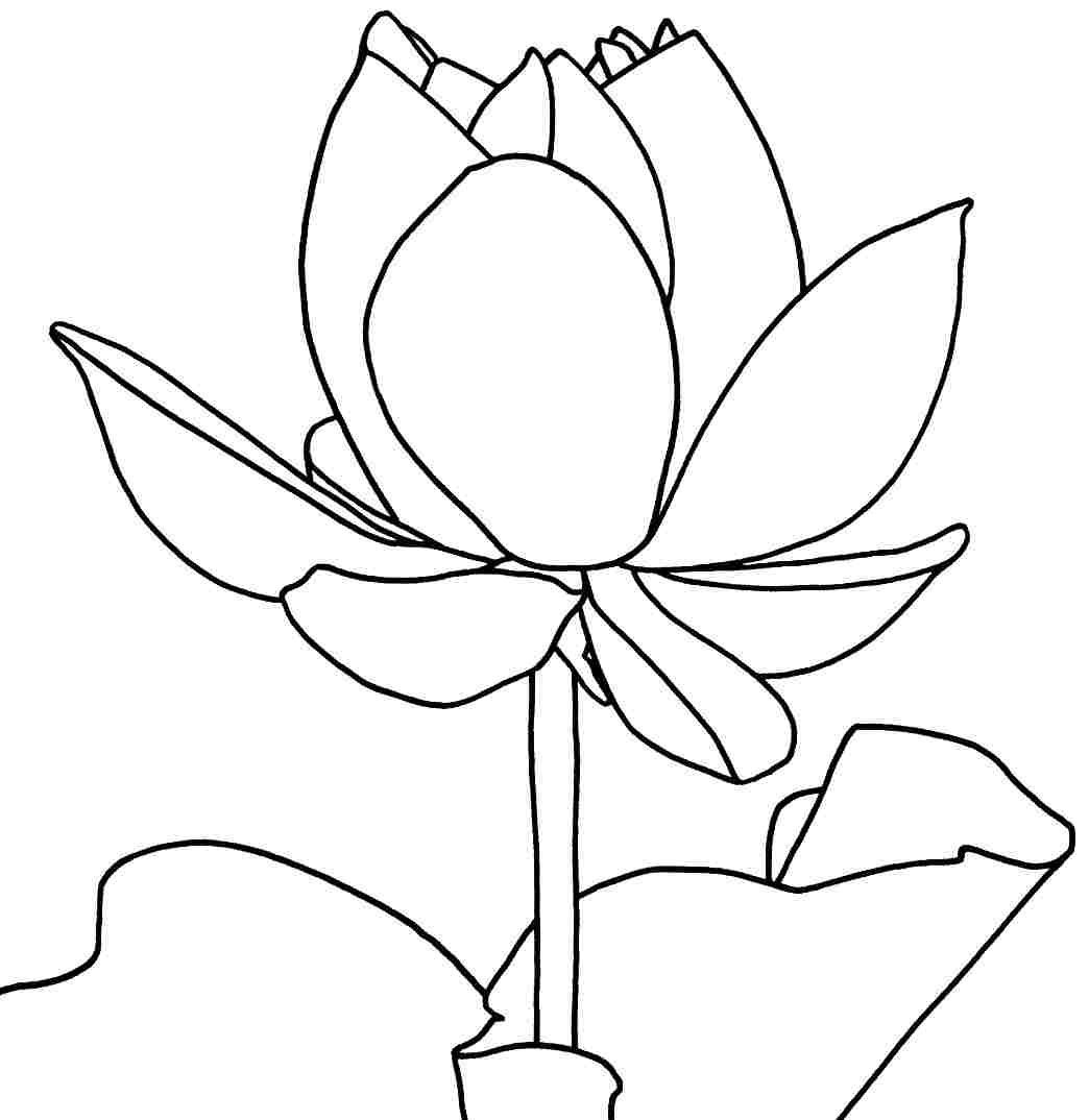 1044x1074 Astonishing Lotus Coloring Pages Flower For Style And Book