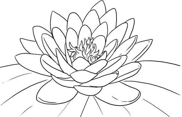 600x388 Beautiful Lotus Coloring Pages