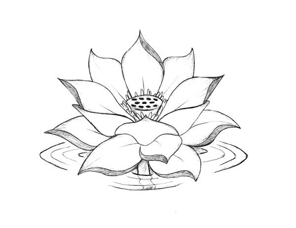 600x463 Lotus Flower, Lotus Flower Blooming On The Water Coloring Page