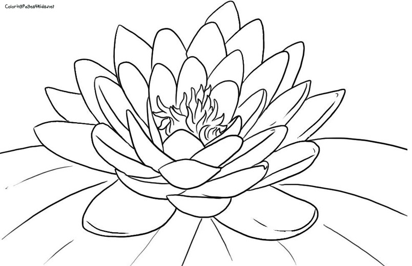 804x520 Lotus Flower Coloring Page