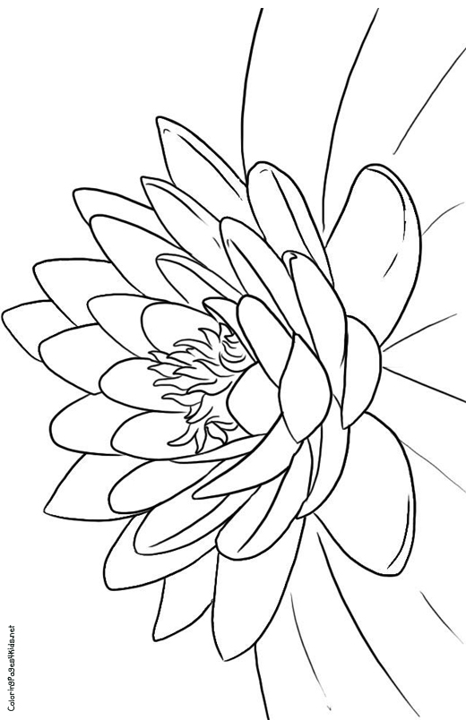 520x804 Lotus Flower Coloring Pages