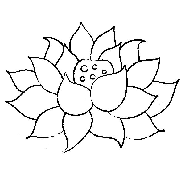 600x569 Lotus Flower Fully Bloomed Coloring Pages Batch Coloring