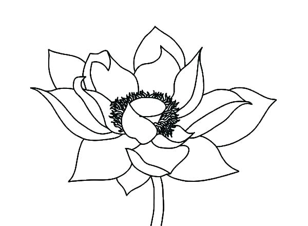 600x440 Realistic Flower Coloring Pages Lotus Flower Coloring Page
