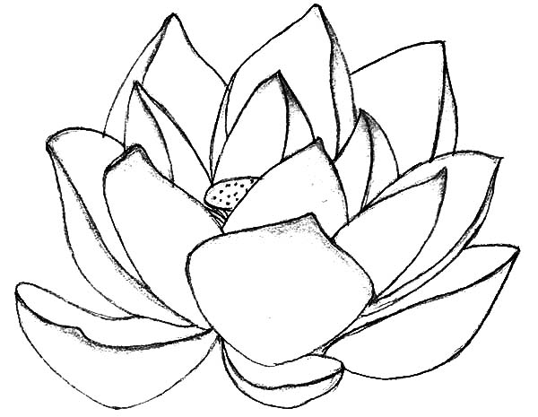 600x465 Sacred Lotus Flower Coloring Pages Batch Coloring