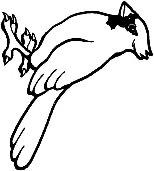 540x599 Cardinals Coloring Pages Collection Free Coloring Sheets