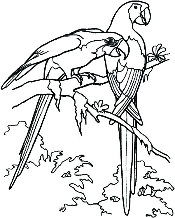 600x746 Love Bird Coloring Pages Bird Coloring Pages In Addition To Love