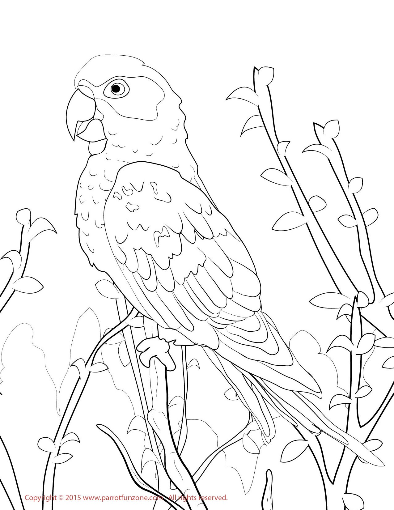 1275x1650 Love Bird Coloring Pages Unique Sun Conure Free Draw To Color