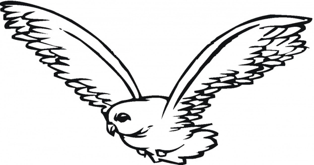 1246x655 Love Bird Colouring In Coloring Page Pages