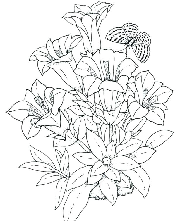615x756 Hibiscus Flower Coloring Pages Luau Coloring Pages Coloring Pages