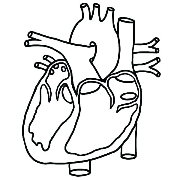 Lungs Coloring Page at GetDrawings | Free download